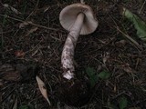 Amanita porphyria image