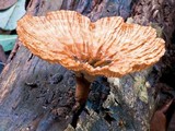 Cymatoderma elegans image