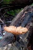 Cymatoderma elegans image
