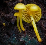 Hygrocybe chromolimonea image