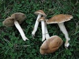 Inocybe suaveolens image
