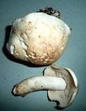 Tricholoma lascivum image