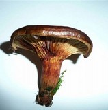 Paxillus involutus image