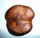 Paxillus involutus image