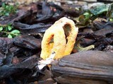 Clathrus columnatus image