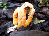 Clathrus columnatus image