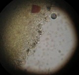 Pluteus chrysophlebius image