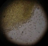 Pluteus chrysophlebius image
