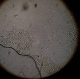 Pluteus chrysophlebius image