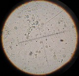 Pluteus chrysophlebius image