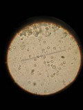 Pluteus chrysophlebius image