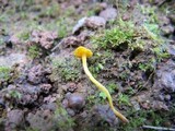 Cantharellus minor image