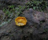 Cantharellus minor image