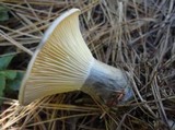 Ampulloclitocybe clavipes image