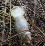 Ampulloclitocybe clavipes image