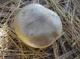 Ampulloclitocybe clavipes image
