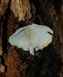 Ossicaulis lignatilis image