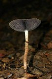 Leratiomyces squamosus var. thraustus image