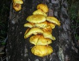 Pholiota limonella image