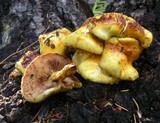 Pholiota limonella image