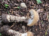 Echinoderma asperum image