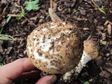 Echinoderma asperum image