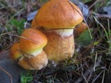 Suillus grevillei image