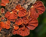 Anthracophyllum archeri image