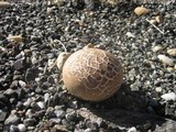 Calvatia bovista image