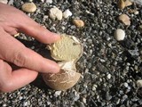 Calvatia bovista image