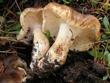 Tricholoma imbricatum image