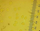 Tricholoma imbricatum image