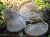 Lentinellus ursinus image