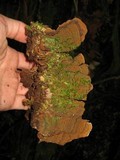 Xylobolus subpileatus image