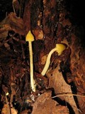 Inocephalus murrayi image