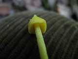 Inocephalus murrayi image
