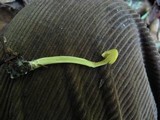 Inocephalus murrayi image