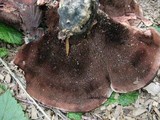Hydnellum concrescens image