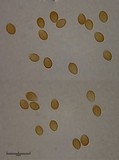 Psilocybe alutacea image