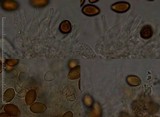 Psilocybe alutacea image