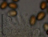 Psilocybe alutacea image
