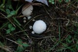 Lycoperdon curtisii image