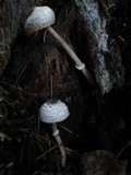 Lepiota felina image