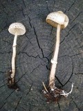 Lepiota felina image