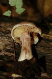 Armillaria gallica image