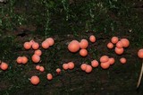 Lycogala epidendrum image