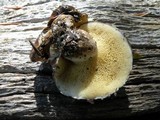 Suillus brevipes image
