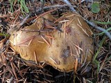 Suillus brevipes image