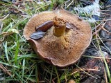 Suillus brevipes image