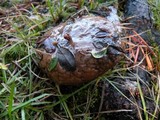 Suillus brevipes image